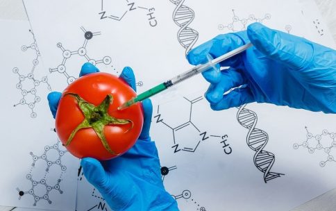 How Gene Editing Tools Were Used To Make Stress-Relieving Tomatoes, Agenda Life Sciences