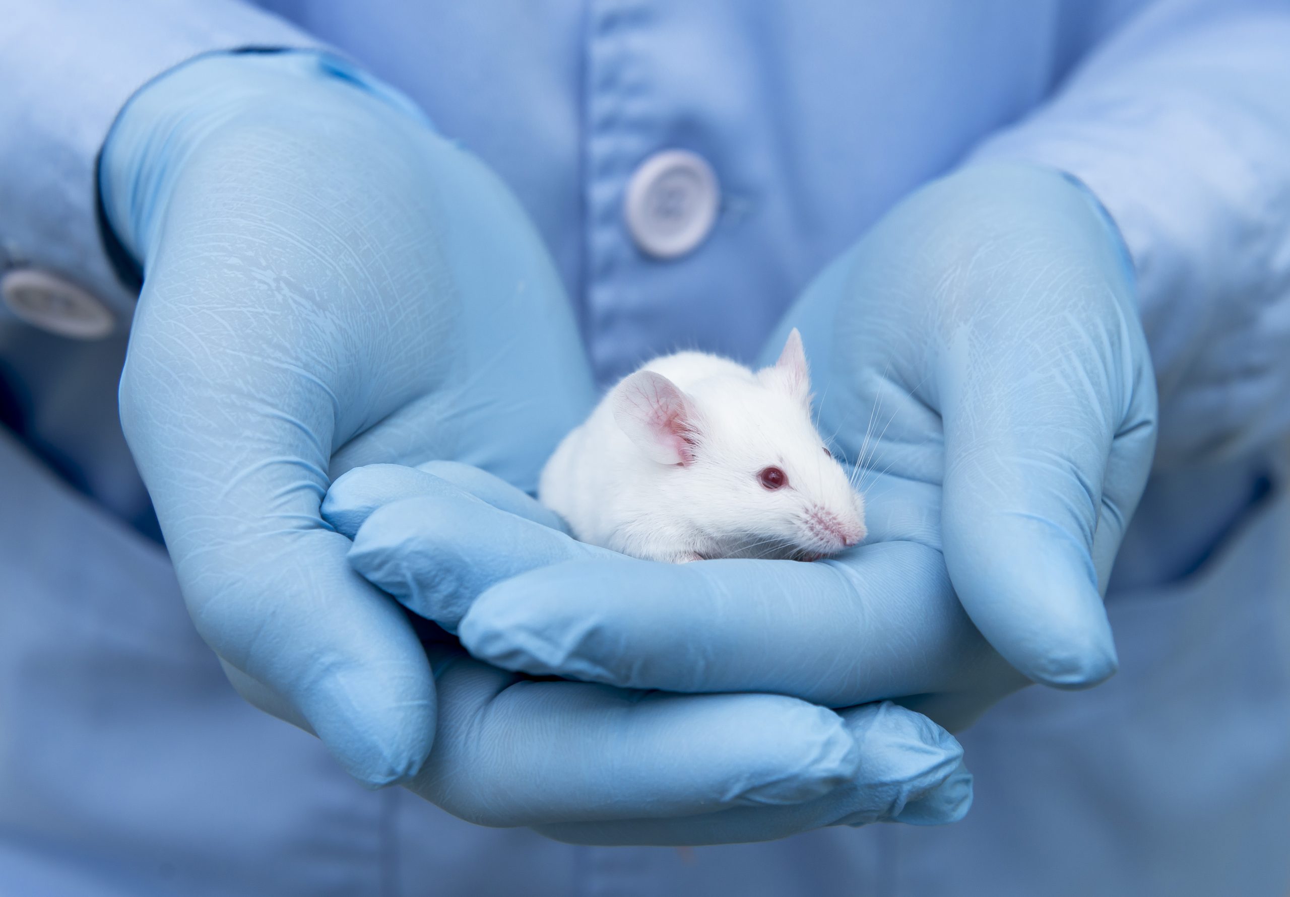 Animal Technician Careers, Life Science Careers, Animal Technician Jobs