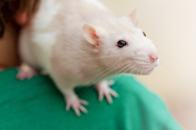 Animal Research Positions, Animal Research Jobs