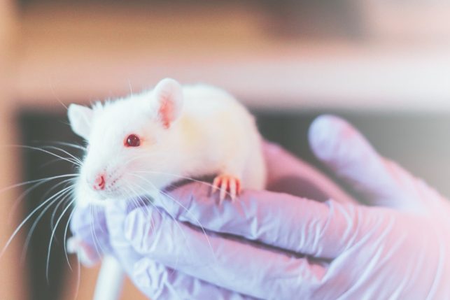 Animal Research Positions, Animal Research Jobs, Working with Animals